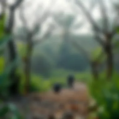 Thriving Biodiversity in Ghaf Woods Biodiversity thriving within Ghaf Woods