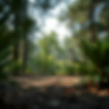 Conservation Initiatives in Ghaf Woods Conservation efforts in Ghaf Woods