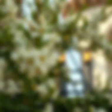 The Significance of Lemon Blossom in Dubai's Real Estate Landscape Introduction