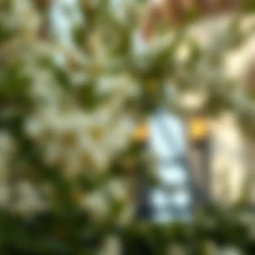 The Significance of Lemon Blossom in Dubai's Real Estate Landscape Introduction