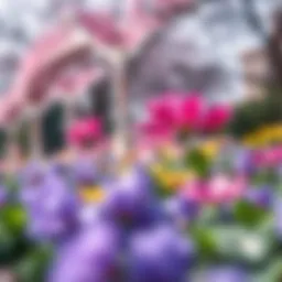 Vibrant Spring flowers blooming in Dubai's parks