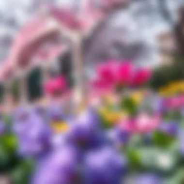 Blooming Beauty: Spring Flowers in Dubai Vibrant Spring flowers blooming in Dubai's parks